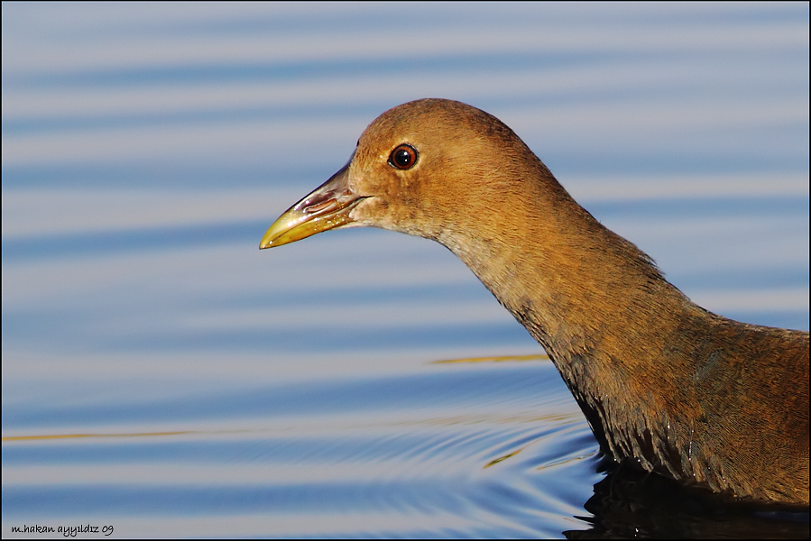 Common Moorhen