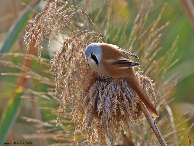 Bearded Reedling