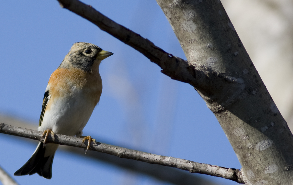 Brambling