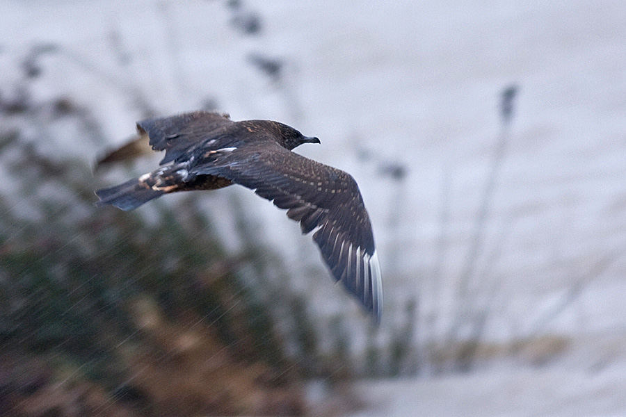Parasitic Jaeger