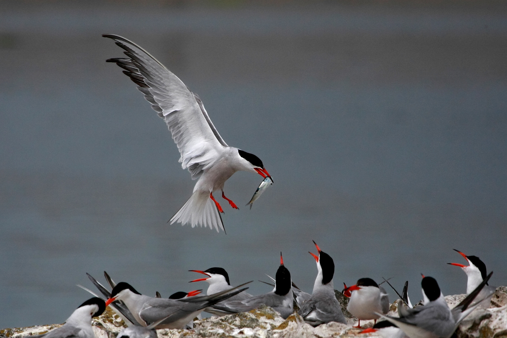 Common Tern