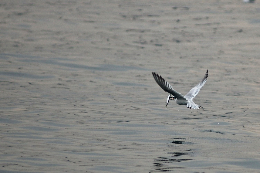 Sandwich Tern