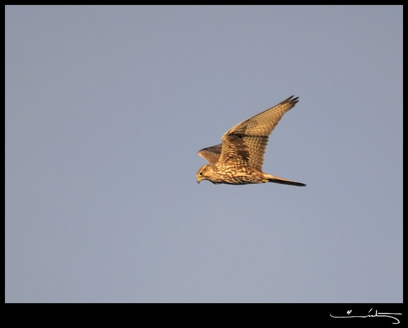 Saker Falcon