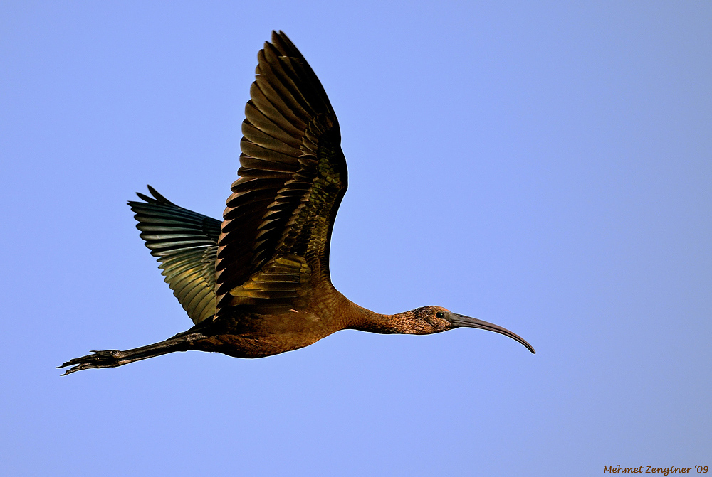 Glossy Ibis