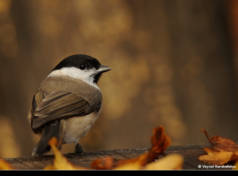 Marsh Tit