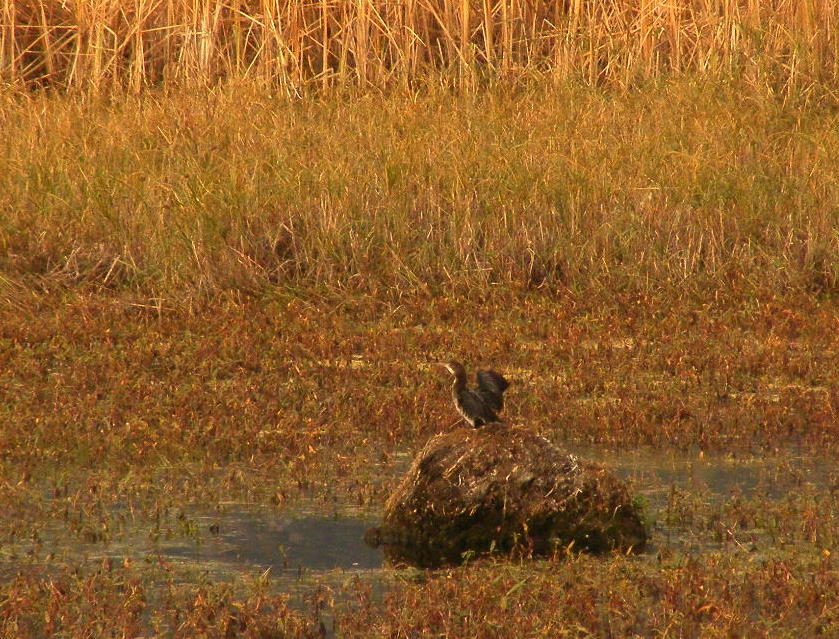 Pygmy Cormorant
