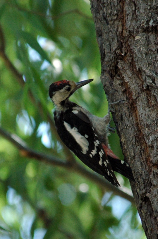 Syrian Woodpecker