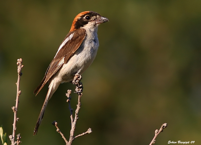 Woodchat Shrike