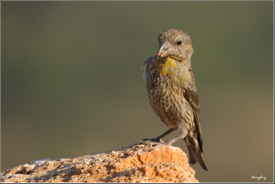Red Crossbill