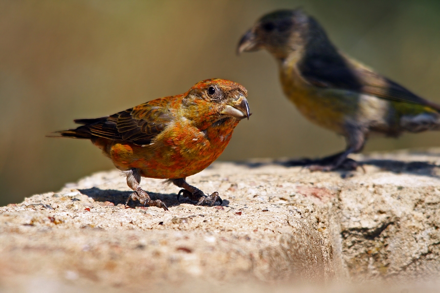 Red Crossbill