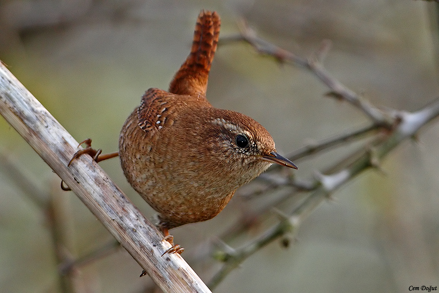 Eurasian Wren