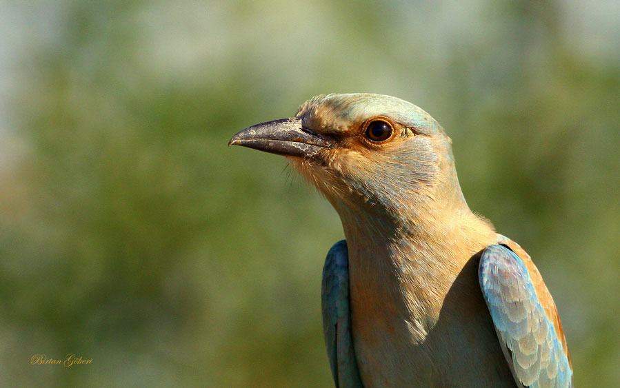 European Roller