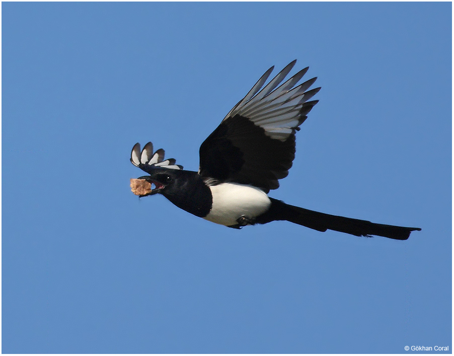 Eurasian Magpie
