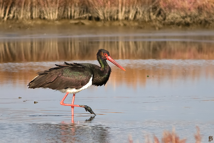 Black Stork