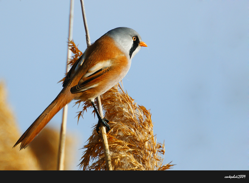 Bearded Reedling