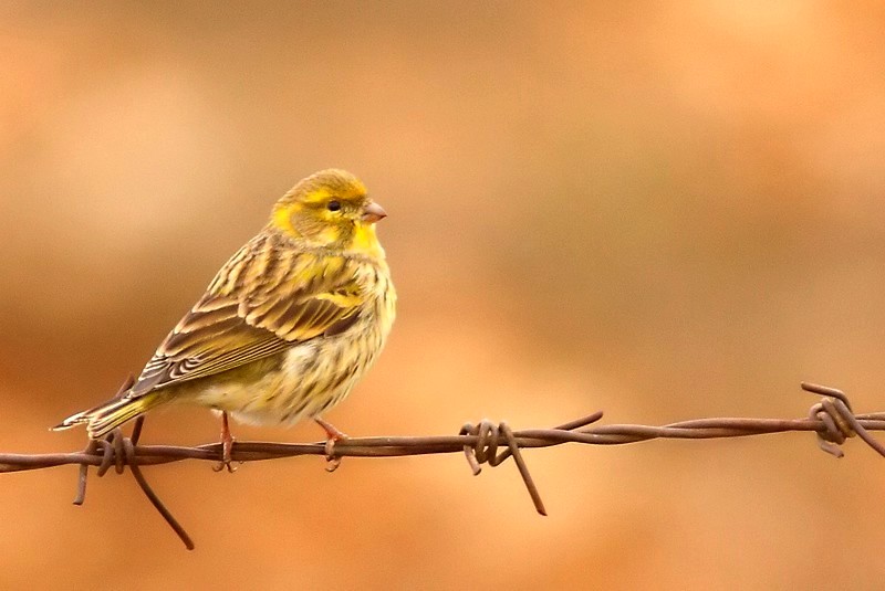 European Serin