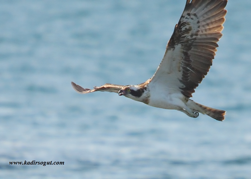 Osprey