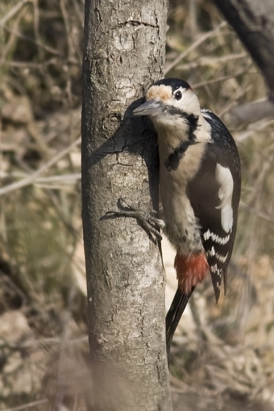 Syrian Woodpecker