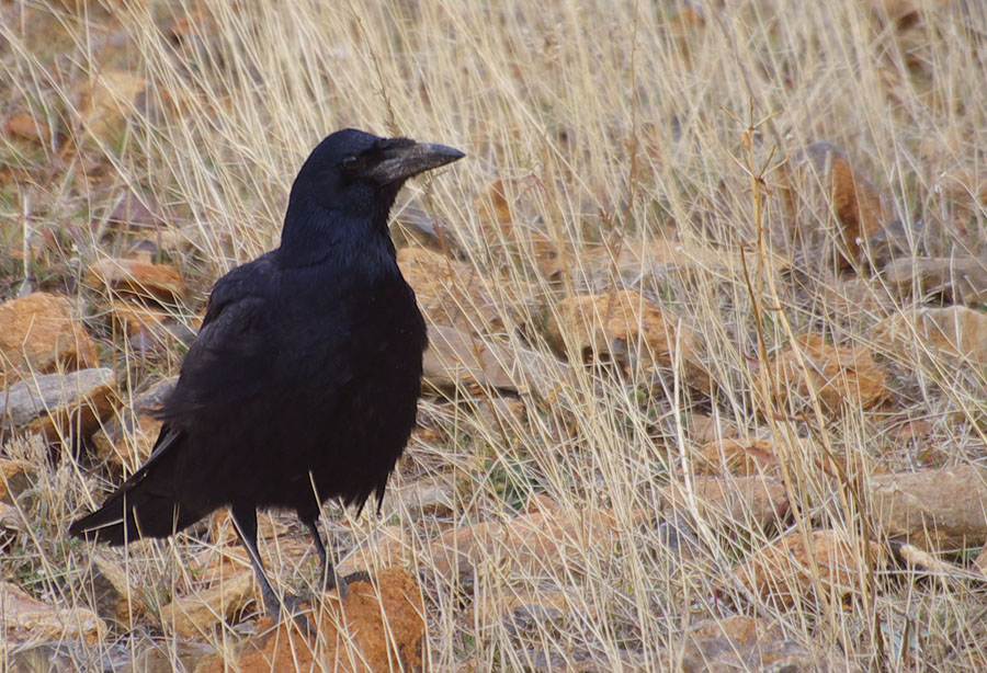 Rook