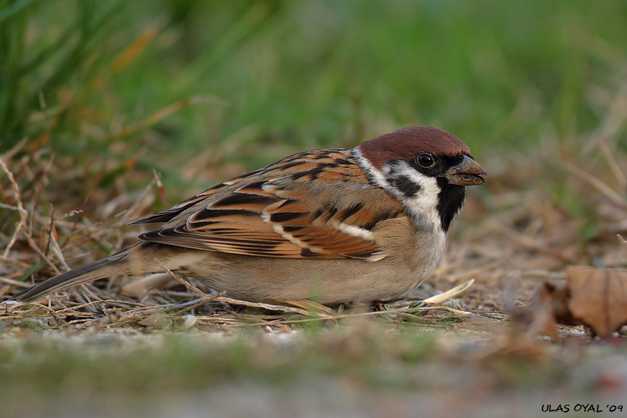 Eurasian Tree Sparrow