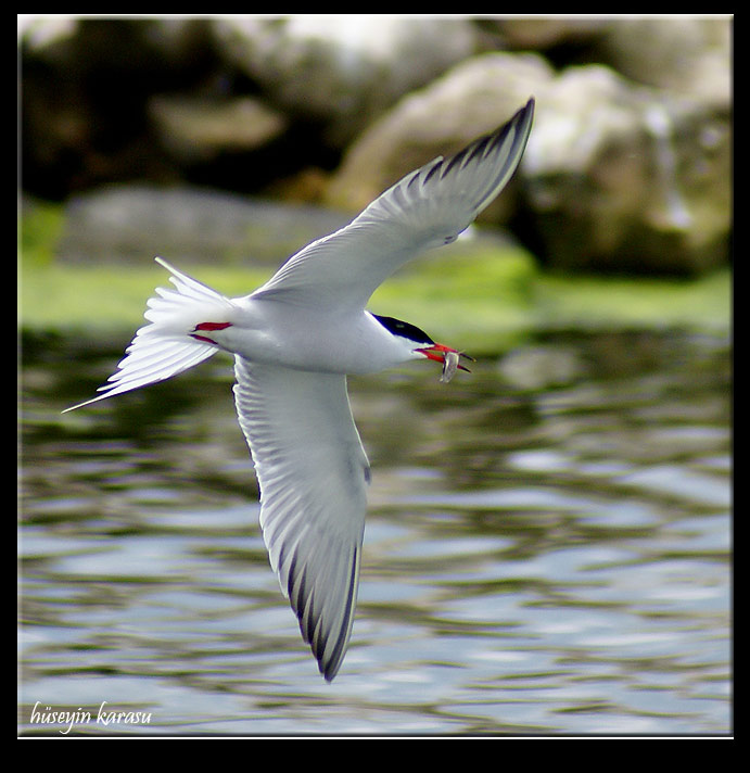 Common Tern