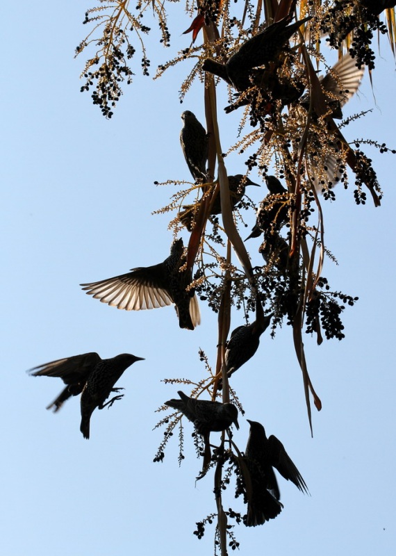 Common Starling