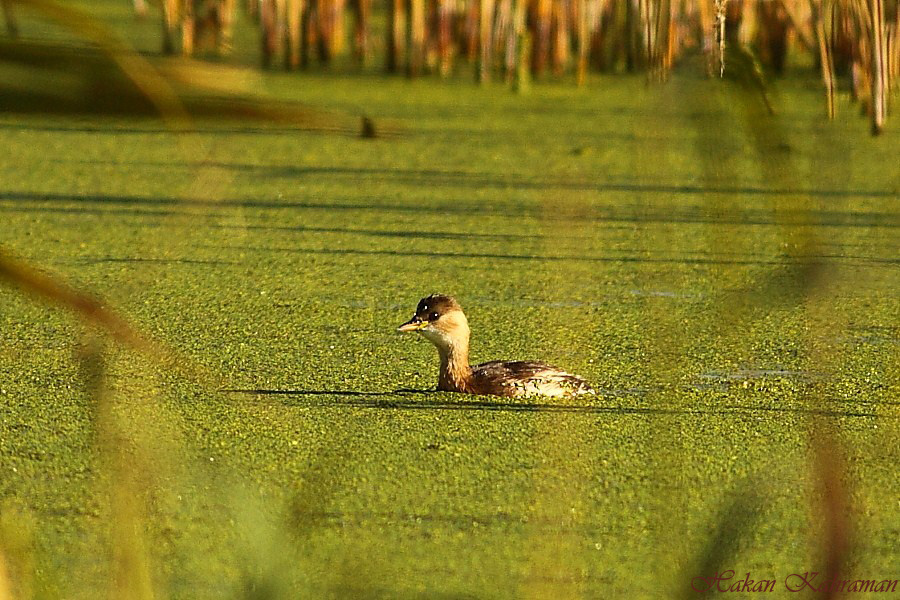 Little Grebe