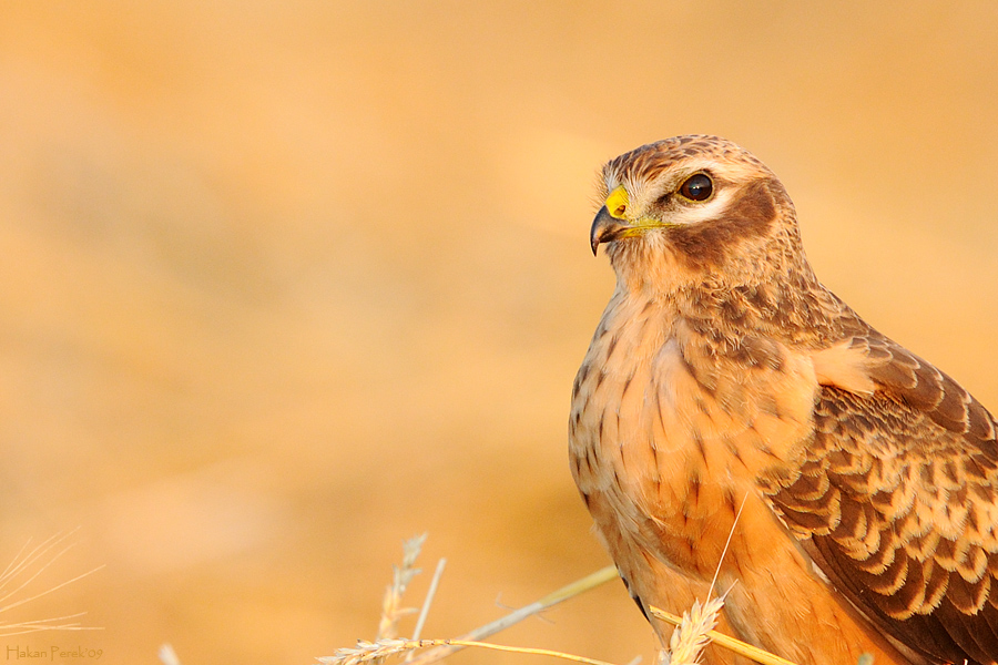 Montagu`s Harrier