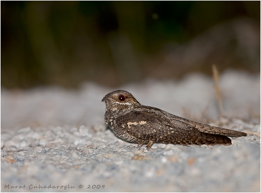 European Nightjar