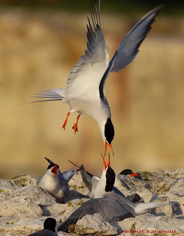 Common Tern