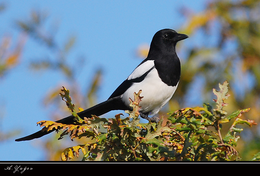 Eurasian Magpie
