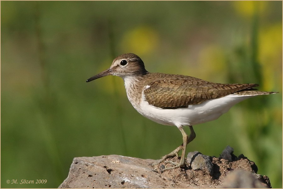 Common Sandpiper