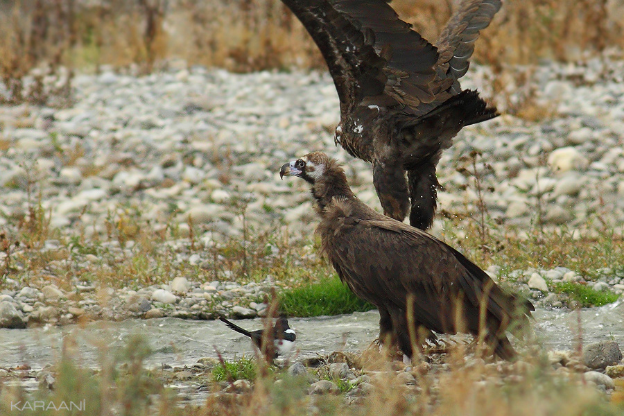 Cinereous Vulture