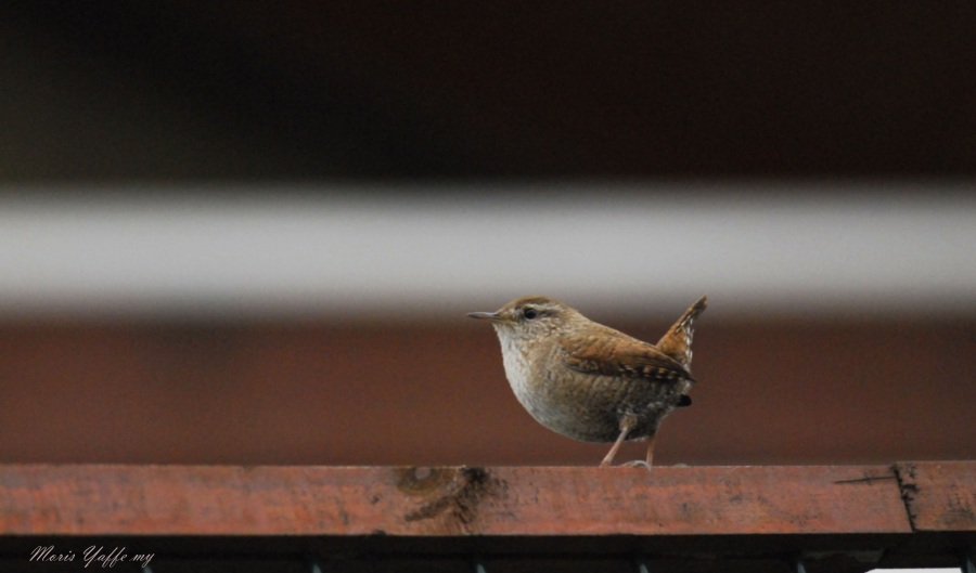 Eurasian Wren