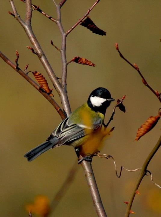Great Tit