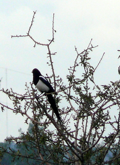 Eurasian Magpie