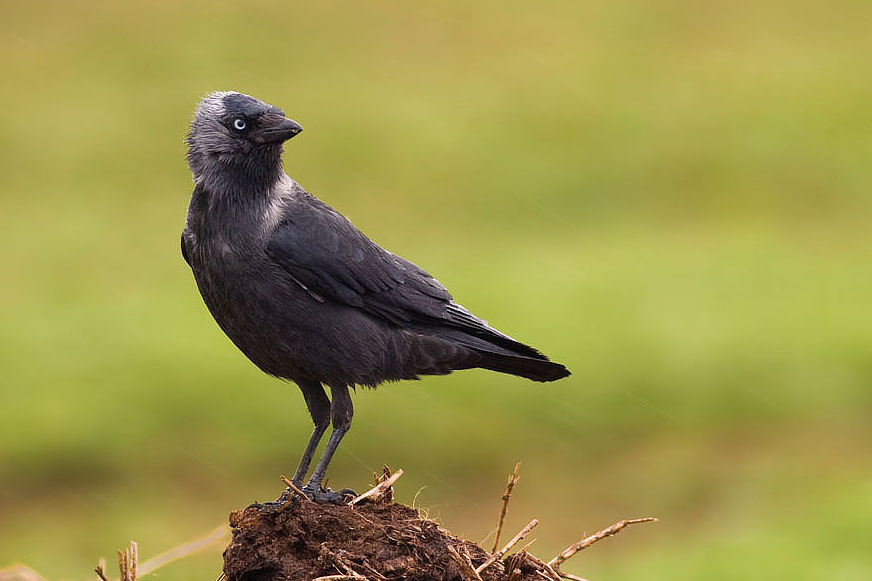 Western Jackdaw