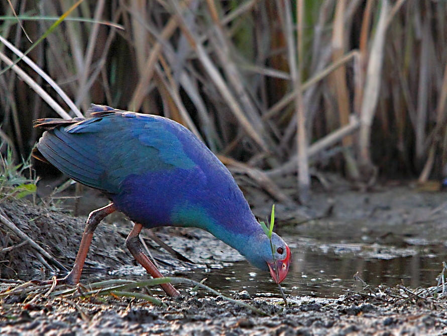Grey-headed Swamphen