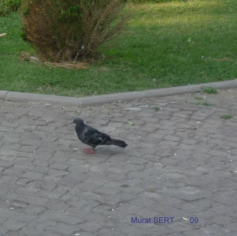 Stock Dove