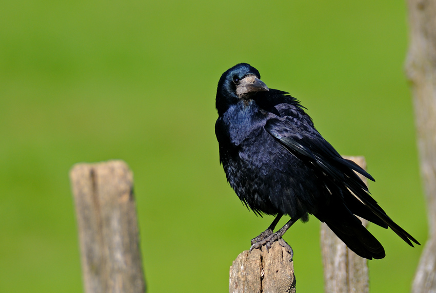Rook