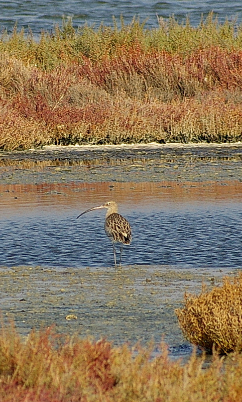 Eurasian Curlew