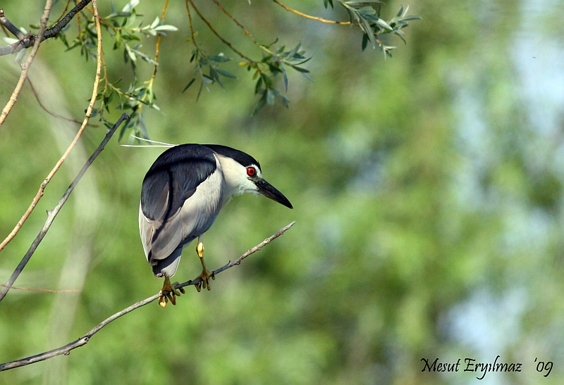 Black-crowned Night Heron