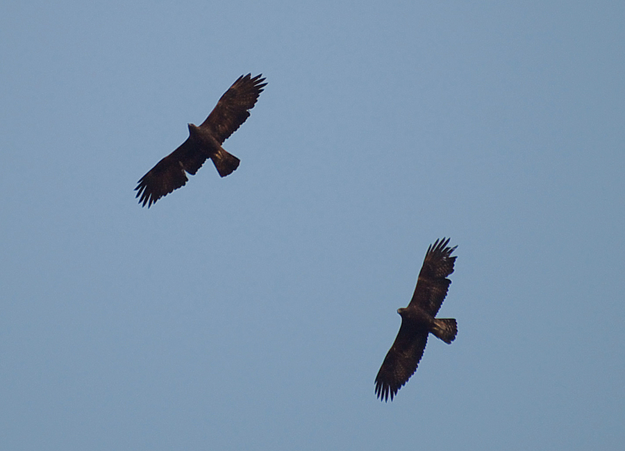Golden Eagle