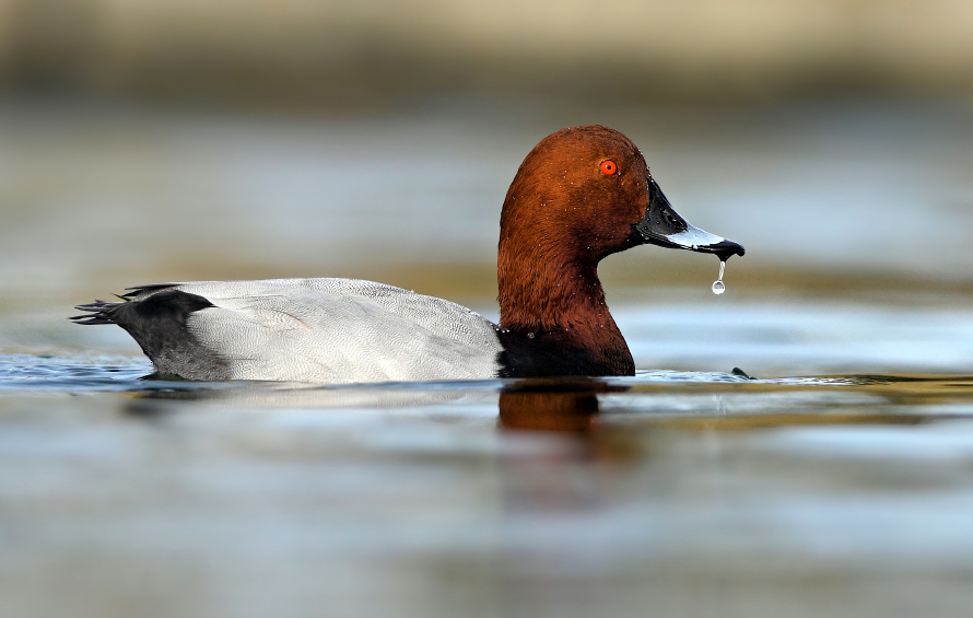 Common Pochard
