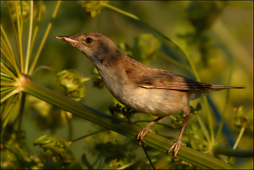 Common Reed Warbler