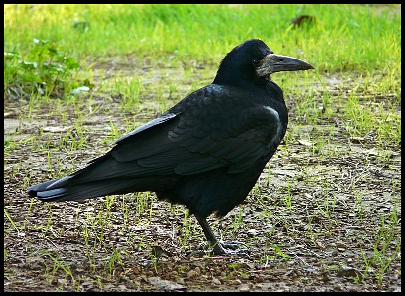 Rook