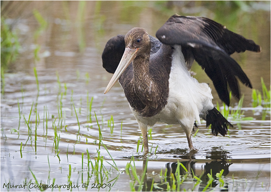 Black Stork