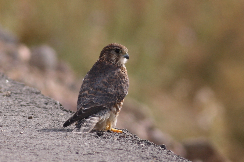 Merlin
