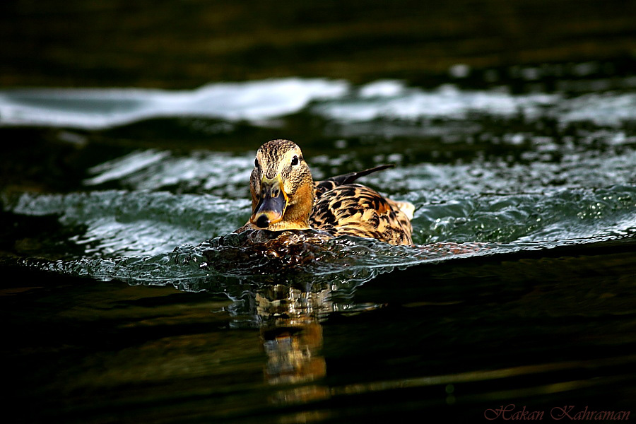 Mallard