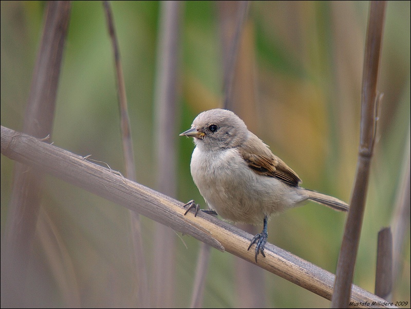 Eurasian Penduline Tit